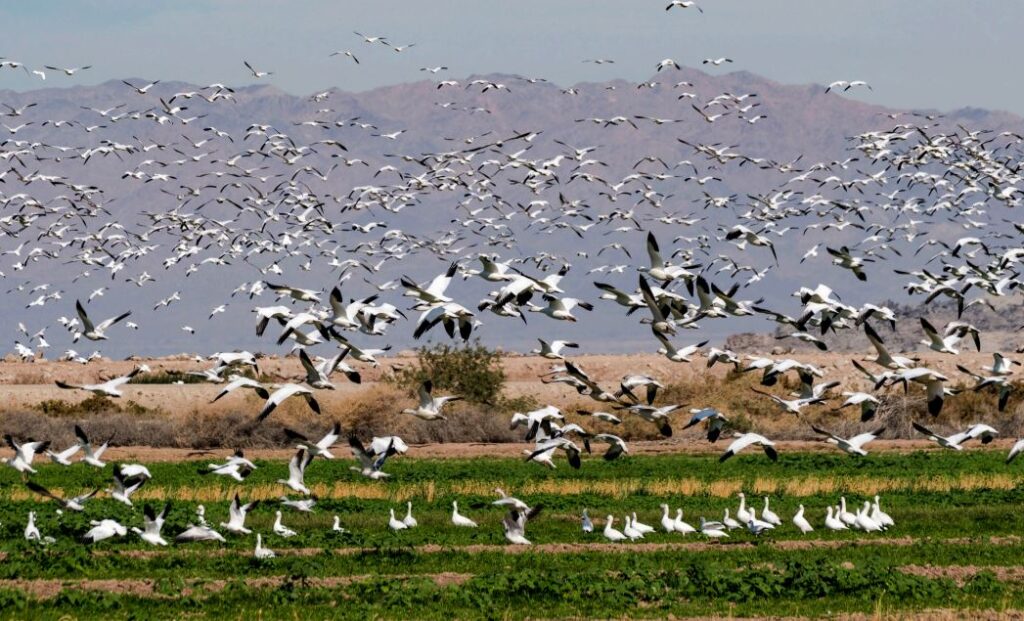 Birds flying at Salton Sea.