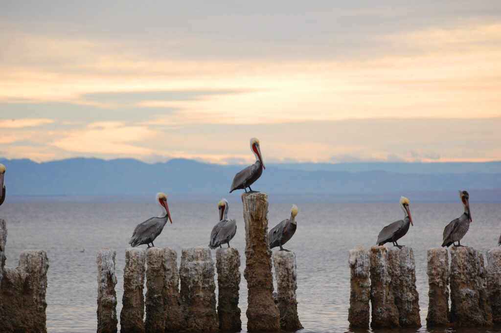 Bombay Beach Pelicans