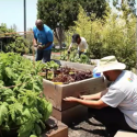 3 people working with vegetables in raised garden beds