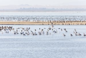 Different species of birds are seen near the Species Conservation Habitat Project Expansion area at the Salton Sea in Imperial County, California