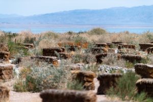 Grass bales surrounded by grown vegetation at the Salton Sea shoreline