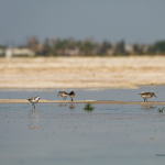 Shoreline birds in shallow water at the Salton Sea