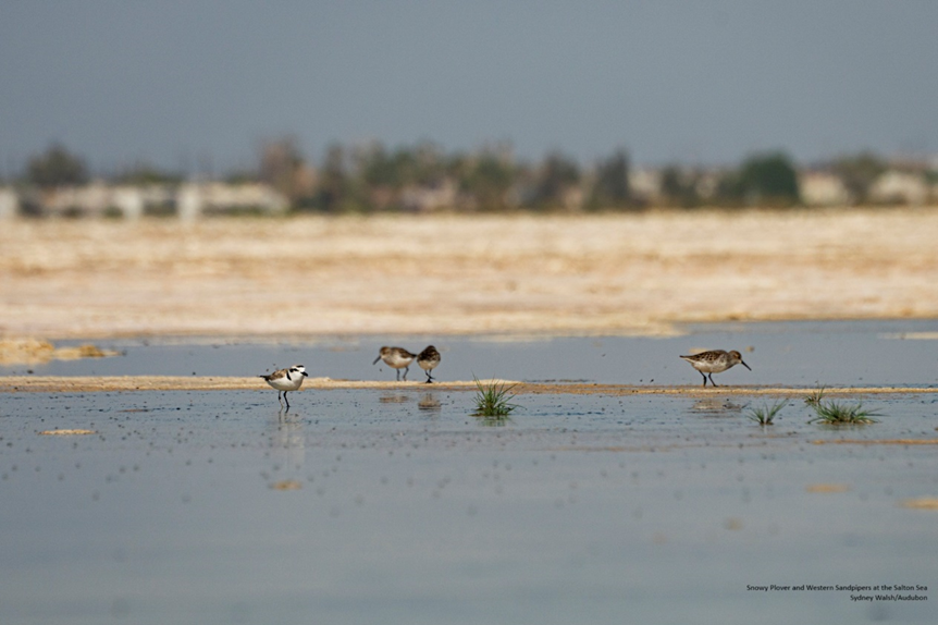 shorebirds in shallow water at the Salton Sea