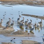 American white pelicans, black-necked stilts and american avocets at the southern end of the Salton Sea.