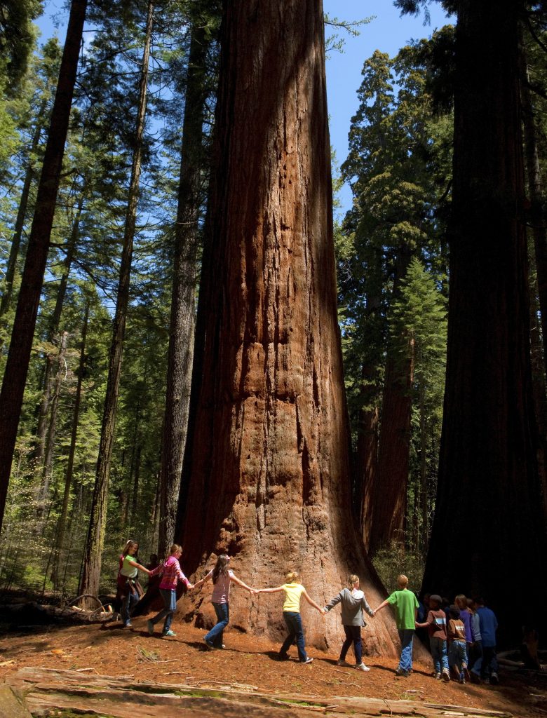 People holding hands around a tree