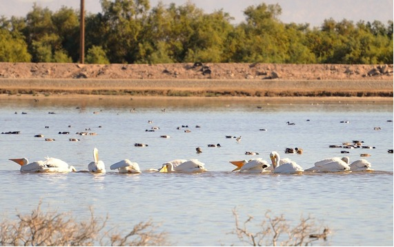 White pelicans and other bird species in the East Pond.
