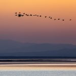 Birds fly over the Salton Sea at sunset above the Species Conservation Habitat (SCH) Project,