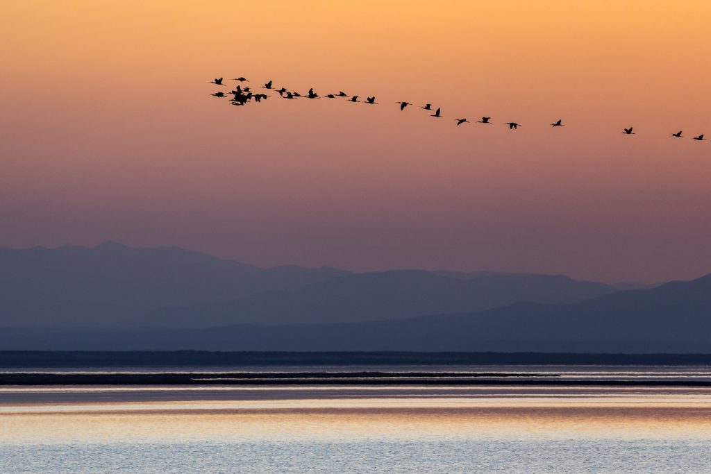 Birds fly over the Salton Sea at sunset above the Species Conservation Habitat (SCH) Project. Photo taken May 21, 2026.

Xavier Mascareñas / California Department of Water Resources